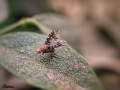 Homoneura trypetoptera