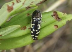 Acmaeodera solitaria