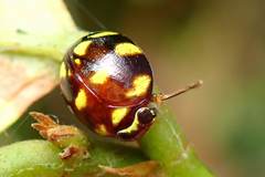 Ceratogergithus pseudotessellatus
