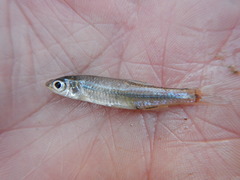 Notropis volucellus