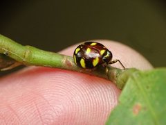 Ceratogergithus pseudotessellatus