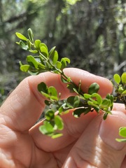 Everistia vacciniifolia nervosa