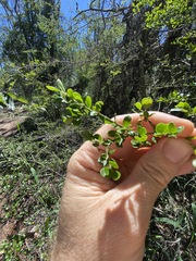 Everistia vacciniifolia nervosa