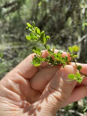 Everistia vacciniifolia nervosa