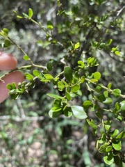Everistia vacciniifolia nervosa