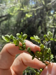 Everistia vacciniifolia nervosa
