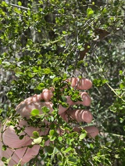 Everistia vacciniifolia nervosa