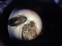 Dermestes haemorrhoidalis