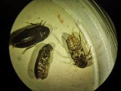 Dermestes haemorrhoidalis