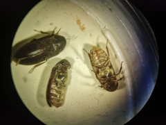Dermestes haemorrhoidalis