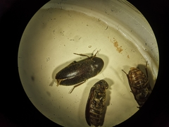 Dermestes haemorrhoidalis