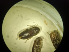 Dermestes haemorrhoidalis