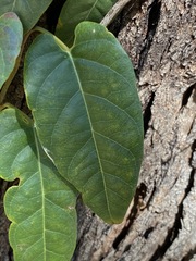 Parsonsia brisbanensis