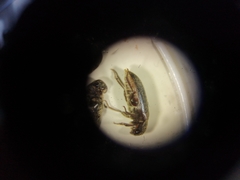 Dermestes haemorrhoidalis