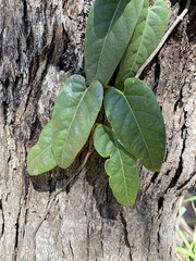 Parsonsia brisbanensis