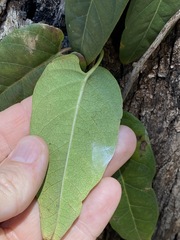 Parsonsia brisbanensis