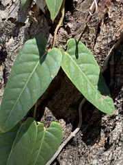 Parsonsia brisbanensis