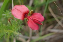 Indigofera hedyantha