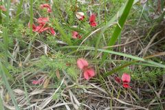 Indigofera hedyantha