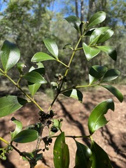 Psydrax odorata odorata