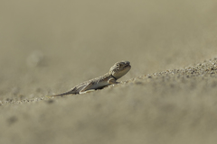 Bufoniceps laungwalaensis