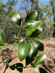 Psydrax odorata odorata