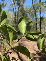 Psydrax odorata odorata