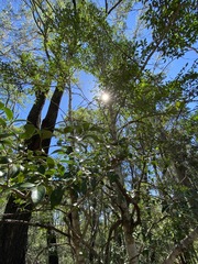 Psydrax odorata odorata