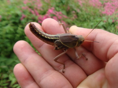 Brachystola behrensii
