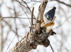 Sitta europaea albifrons