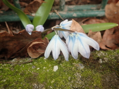 Scilla mischtschenkoana