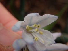 Scilla mischtschenkoana