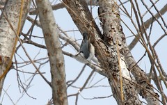Sitta europaea albifrons