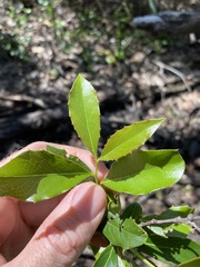 Denhamia bilocularis