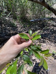 Denhamia bilocularis