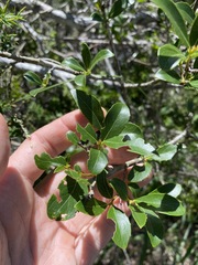Denhamia bilocularis