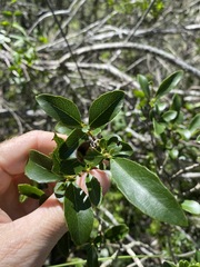 Denhamia bilocularis