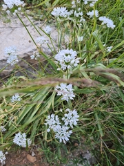 Allium neapolitanum