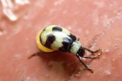 Monolepta cavipennis