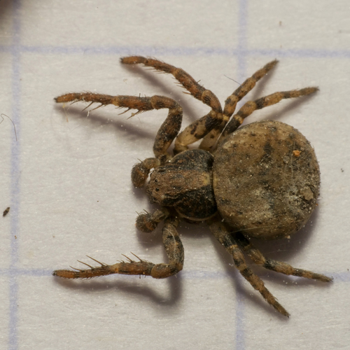 Leaflitter Crab Spiders