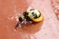 Monolepta cavipennis