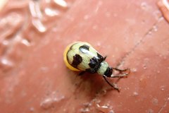 Monolepta cavipennis