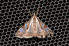 Agrioglypta excelsalis