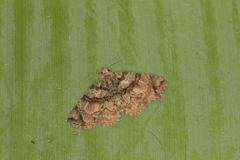 Metalectra geminicincta