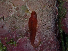 Aspasmogaster costata