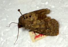 Dasypolia templi