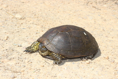 Emys orbicularis occidentalis