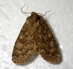 Dasypolia templi
