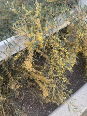 Acacia