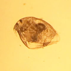 Picripleuroxus denticulatus
